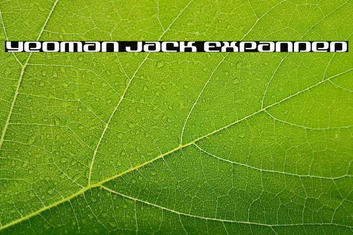 Yeoman Jack Expanded Example 1