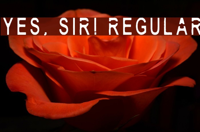 Yes, Sir! Regular Fonte examples