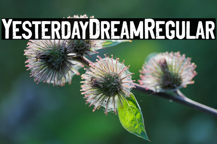 YesterdayDreamRegular Example 2