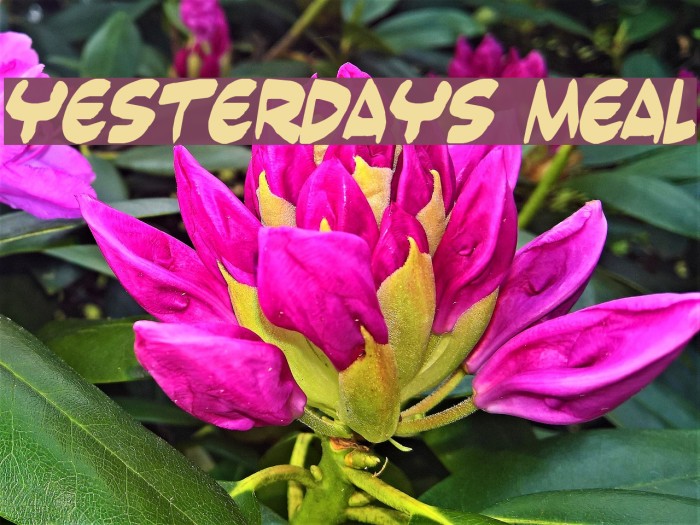 Yesterdays meal Font examples