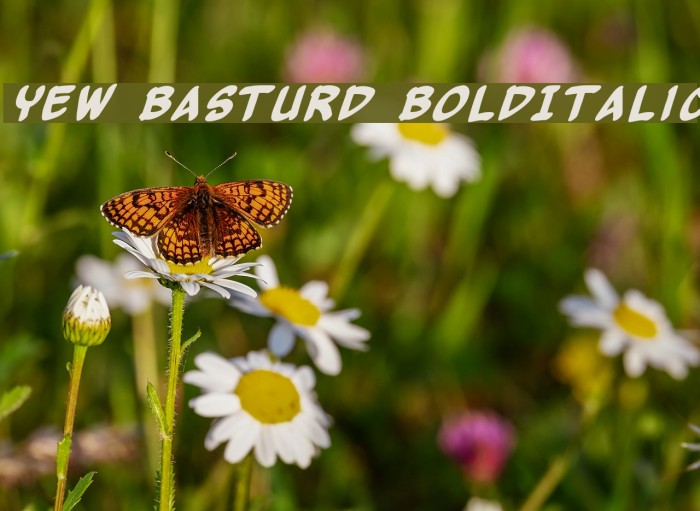 Yew Basturd BoldItalic Font examples
