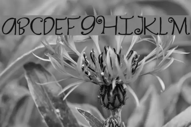 Yippy Skippy Schriftart examples