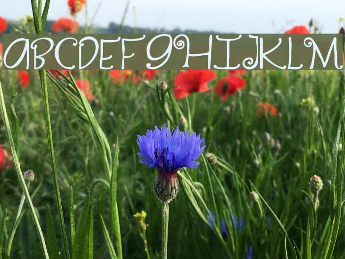 Yippy Skippy Font examples