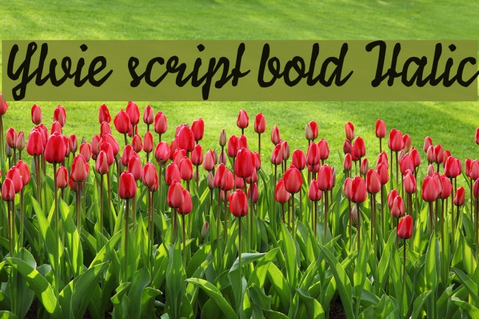 Ylvie script bold Italic Font examples
