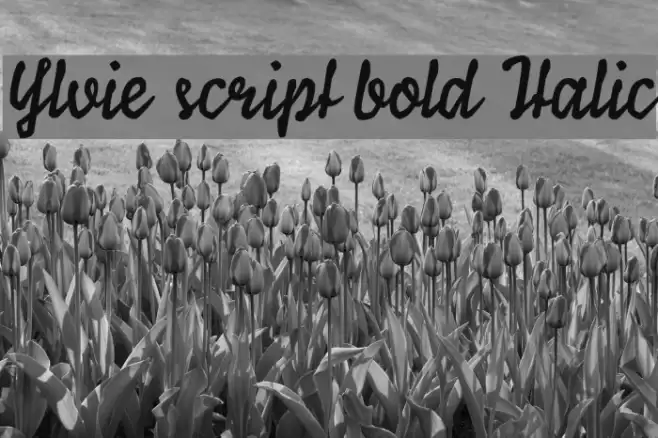 Ylvie script bold Italic Font examples