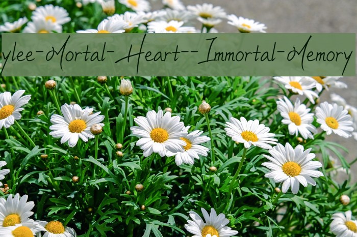 ylee-Mortal-Heart--Immortal-Memory Font examples