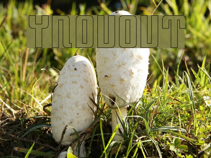 YnduOut Font examples