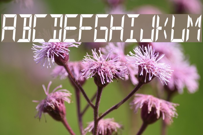 YOzFont14s Font examples