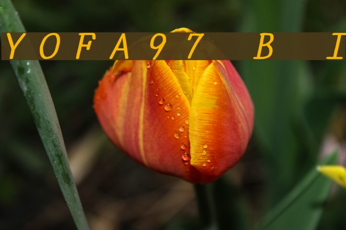 YOzFontA97 Bold Italic फ़ॉन्ट examples