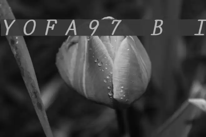 YOzFontA97 Bold Italic Font examples