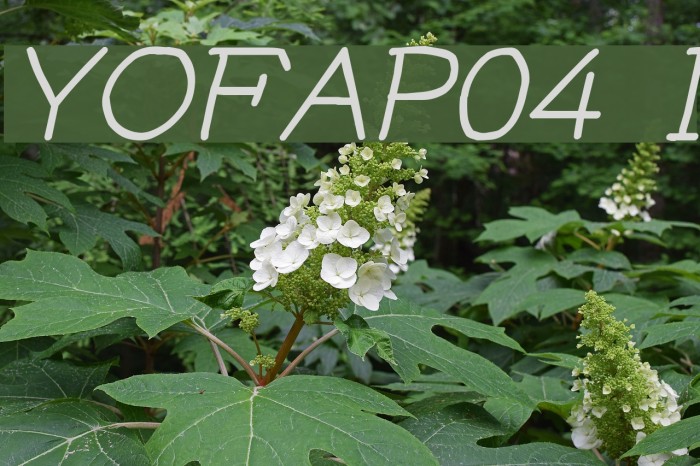 YOzFontAP04 Italic Font examples