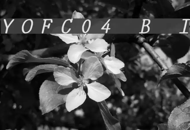 YOzFontC04 Bold Italic Шрифта examples