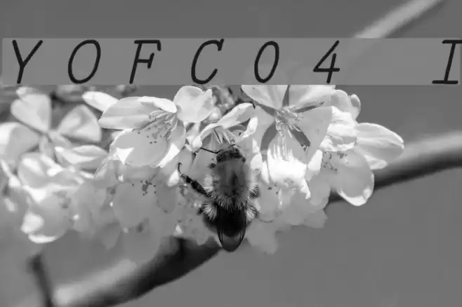 YOzFontC04 Italic Шрифта examples