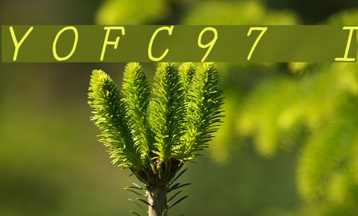 YOzFontC97 Italic Font examples