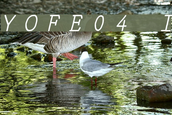 YOzFontE04 Italic Font examples