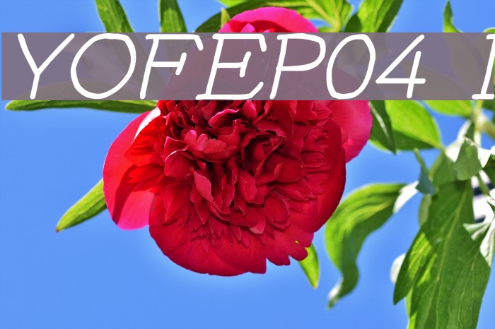 YOzFontEP04 Italic Шрифта examples