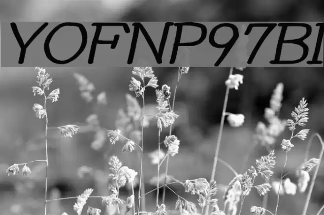 YOzFontNP97 Bold Italic Font examples