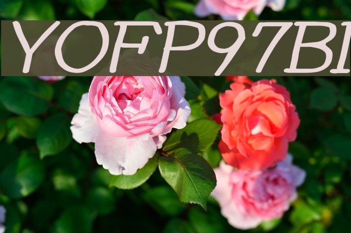 YOzFontP97 Bold Italic फ़ॉन्ट examples