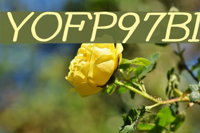 YOzFontP97 Bold Italic फ़ॉन्ट examples