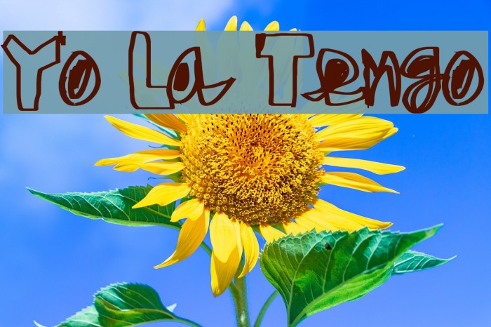 Yo La Tengo Fonte examples