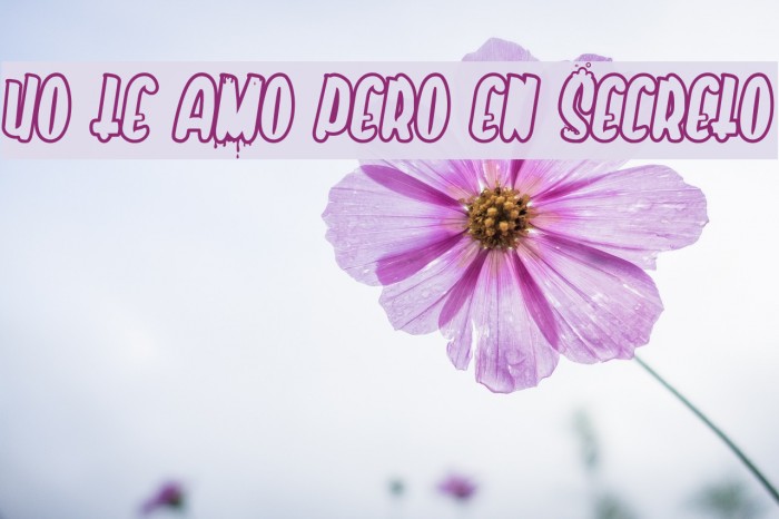 Yo te amo pero en secreto Font examples