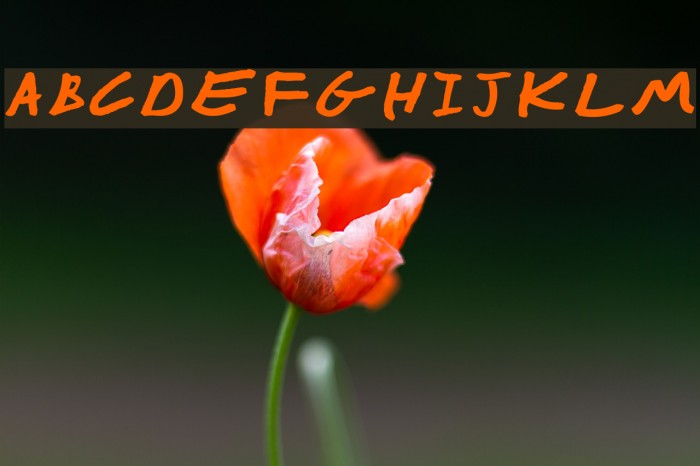 Yoav Font examples
