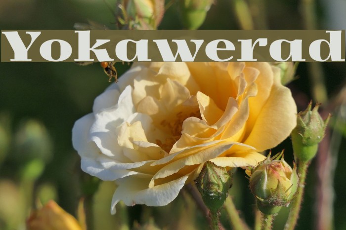 Yokawerad Font examples