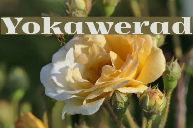 Yokawerad Example 2