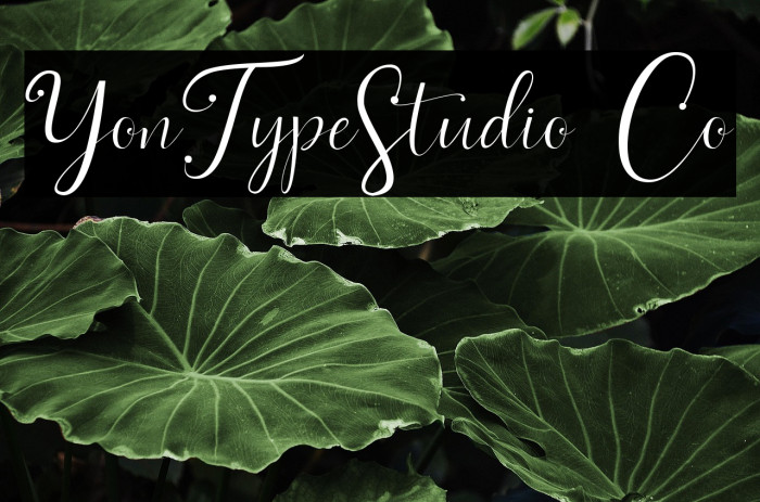 YonTypeStudio Co Example 3