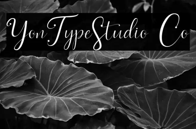 YonTypeStudio Co Font examples
