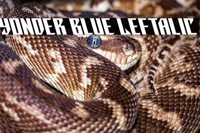 Yonder Blue Leftalic Example 1