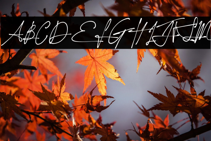 Yonitta Signature freepersonal Example 1