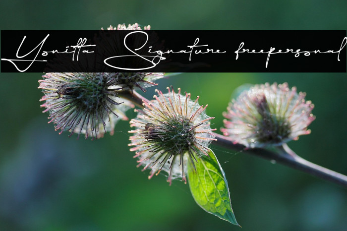 Yonitta Signature freepersonal Example 3