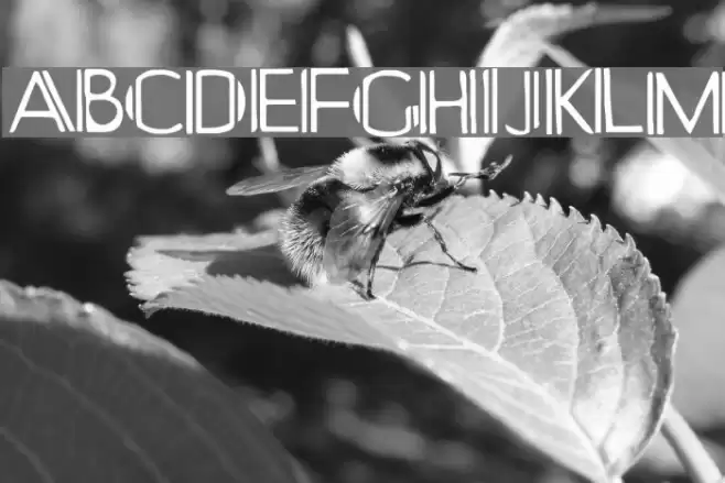 Yonkerismo Font examples