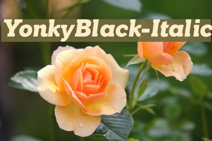 YonkyBlack-Italic Font examples