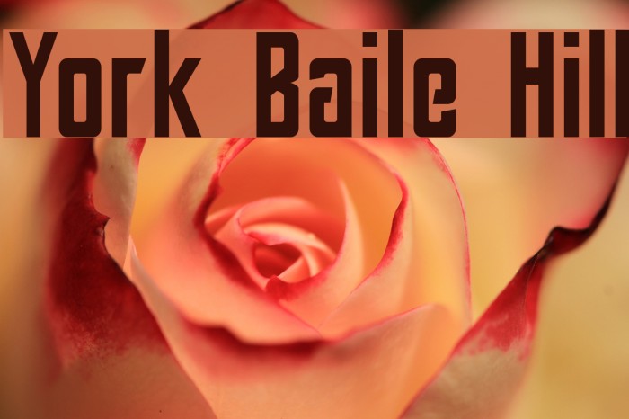 York Baile Hill Font examples