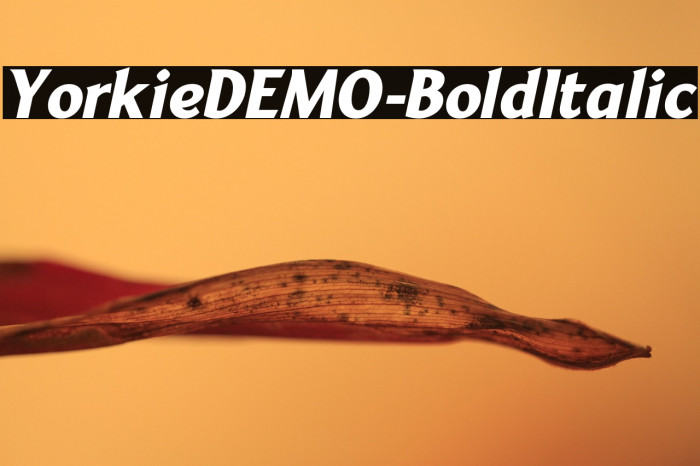 YorkieDEMO-BoldItalic Example 1