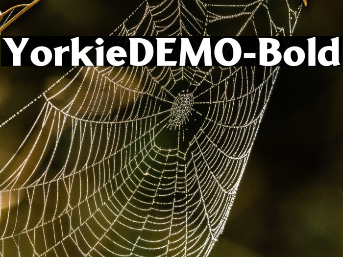 YorkieDEMO-Bold Example 3