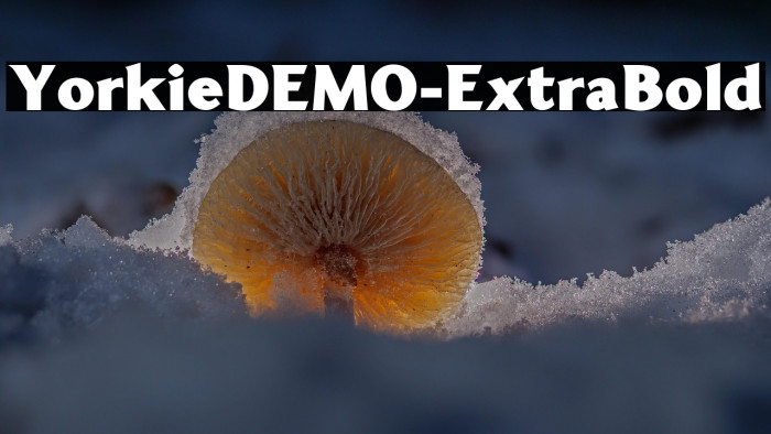 YorkieDEMO-ExtraBold Example 1