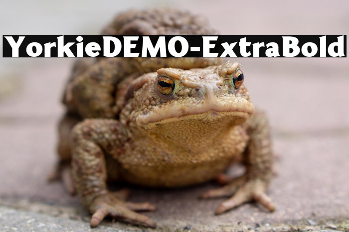 YorkieDEMO-ExtraBold Example 3