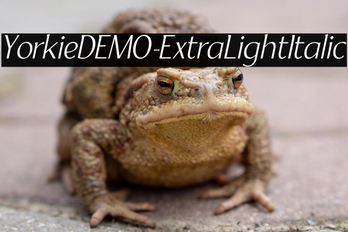 YorkieDEMO-ExtraLightItalic Example 2