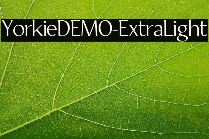 YorkieDEMO-ExtraLight Example 2