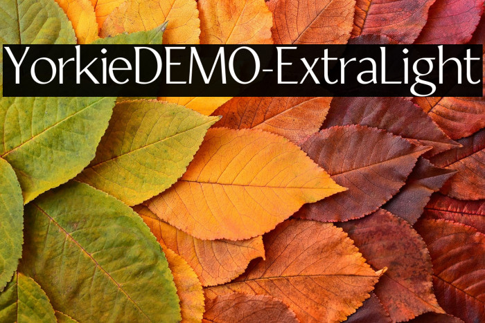 YorkieDEMO-ExtraLight Example 3