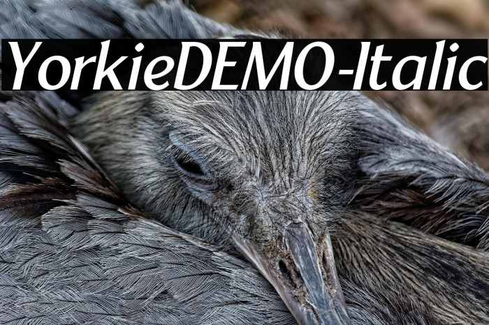 YorkieDEMO-Italic Example 1