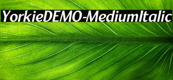YorkieDEMO-MediumItalic Example 1