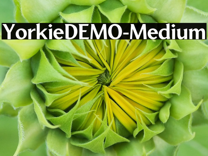 YorkieDEMO-Medium Example 2