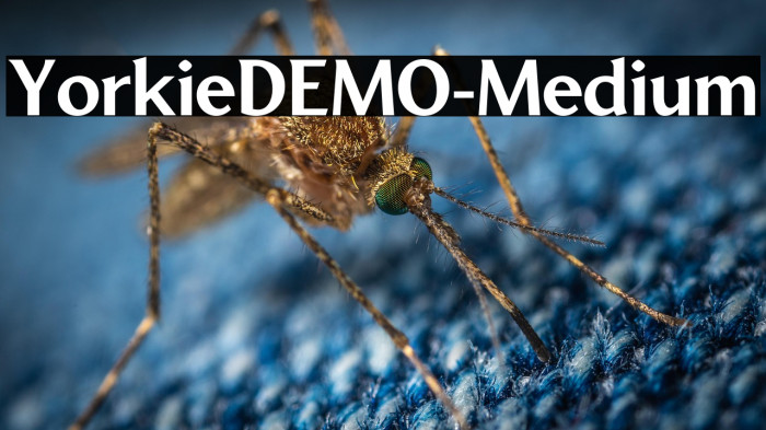 YorkieDEMO-Medium Example 3