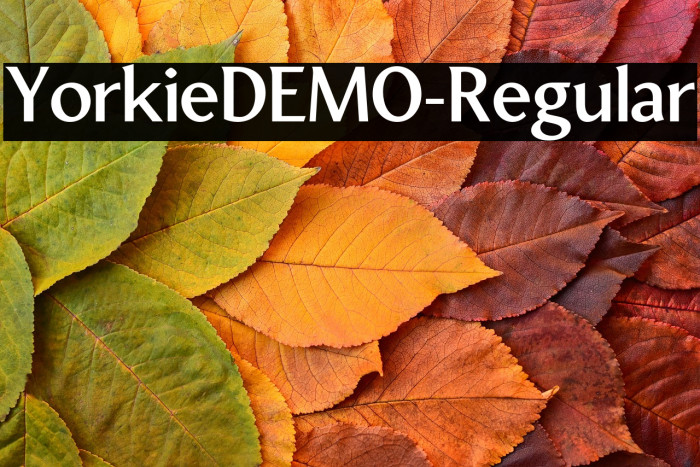YorkieDEMO-Regular Example 1