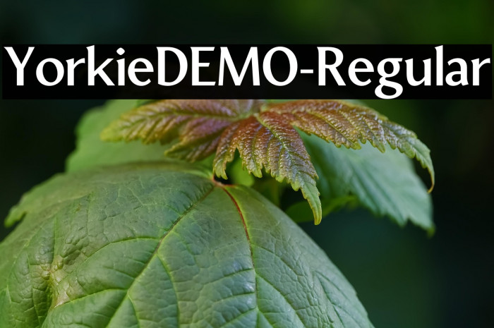 YorkieDEMO-Regular Example 2