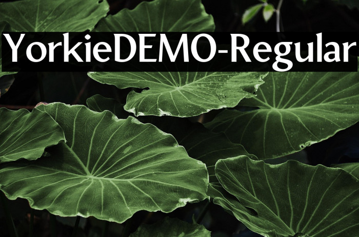 YorkieDEMO-Regular Example 3